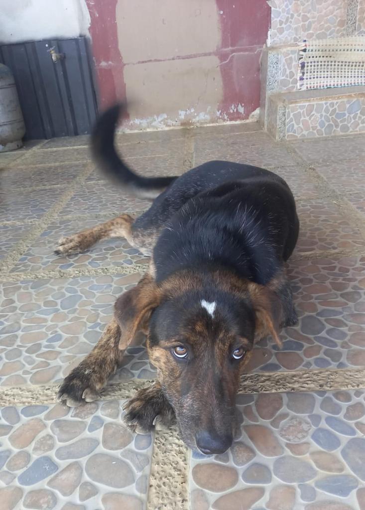 Beautiful puppy with white heart on his head.