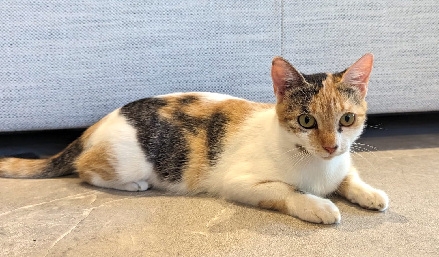 White cat with calico brown and black.