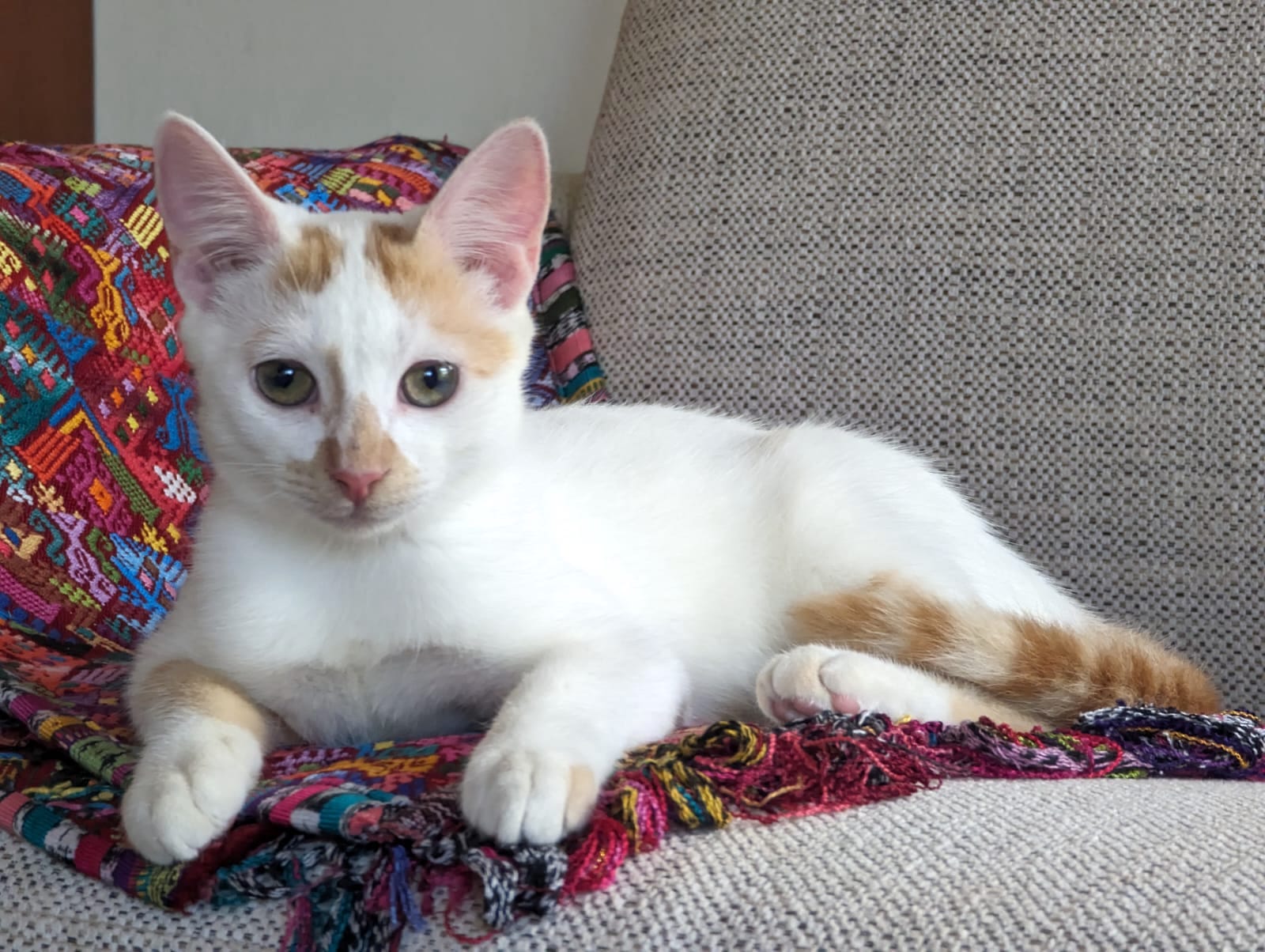 Beautiful white kitty with orange spots.