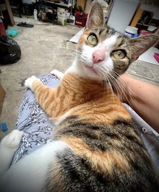 Tricolor tabby with beautiful green eyes.