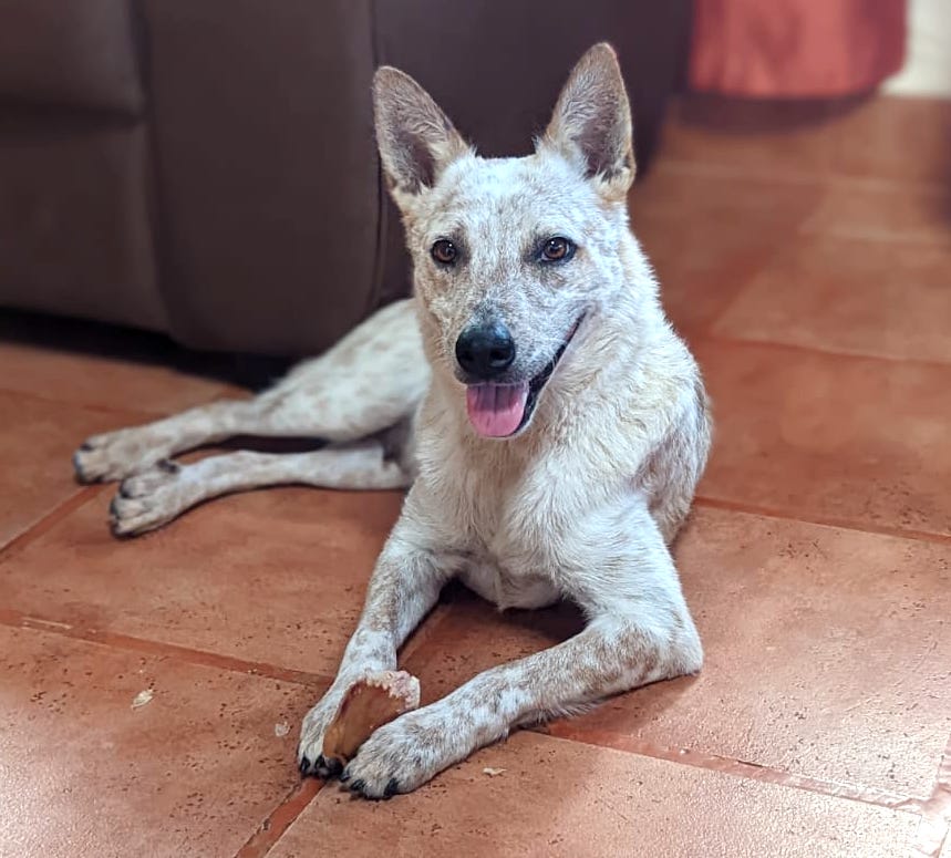 Pretty tan and white speckled dog with pointy ears.
