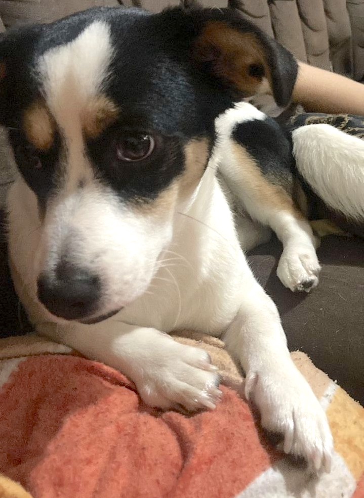 Cute black, brown, and white dog.