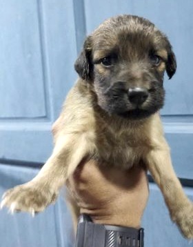 Little tan puppy with black puppy face.