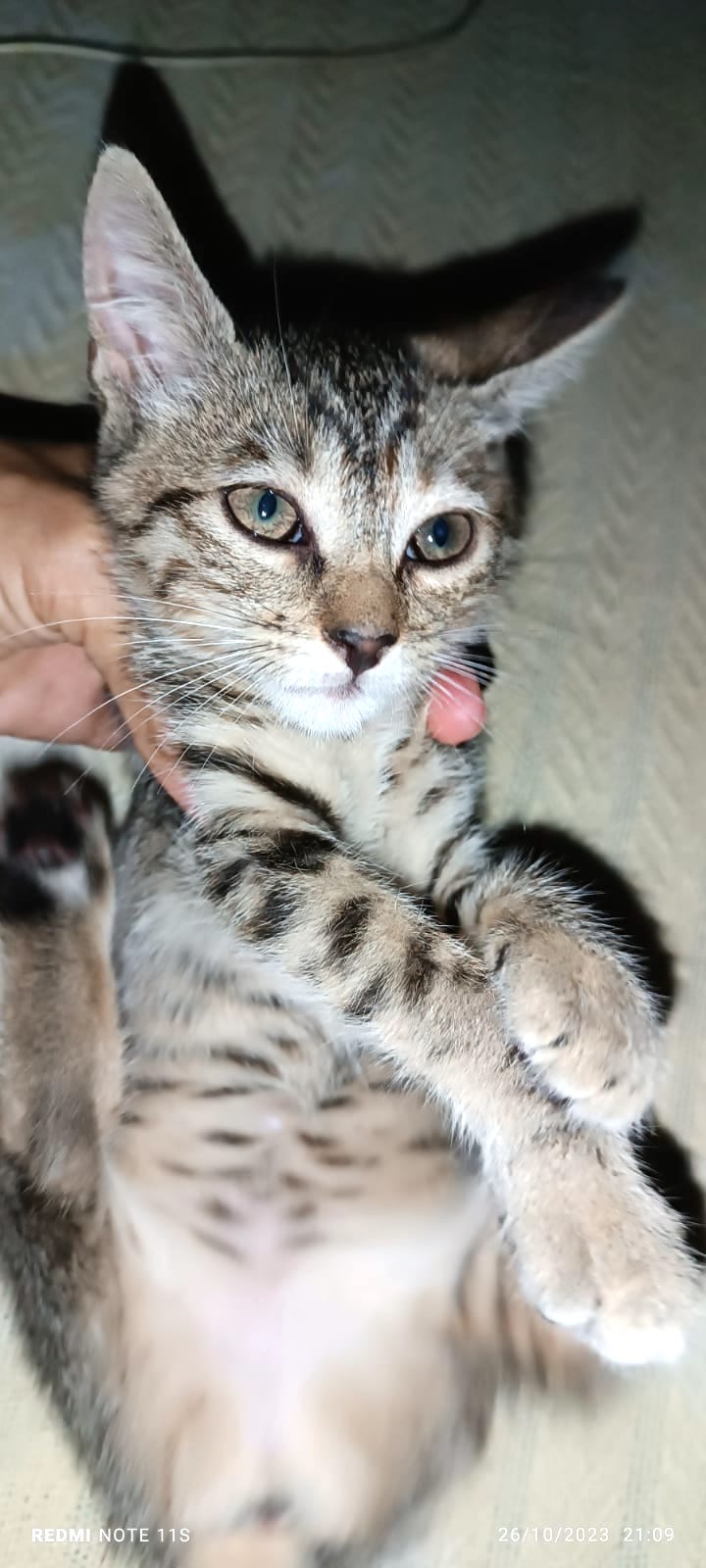 Gray tabby kitten.