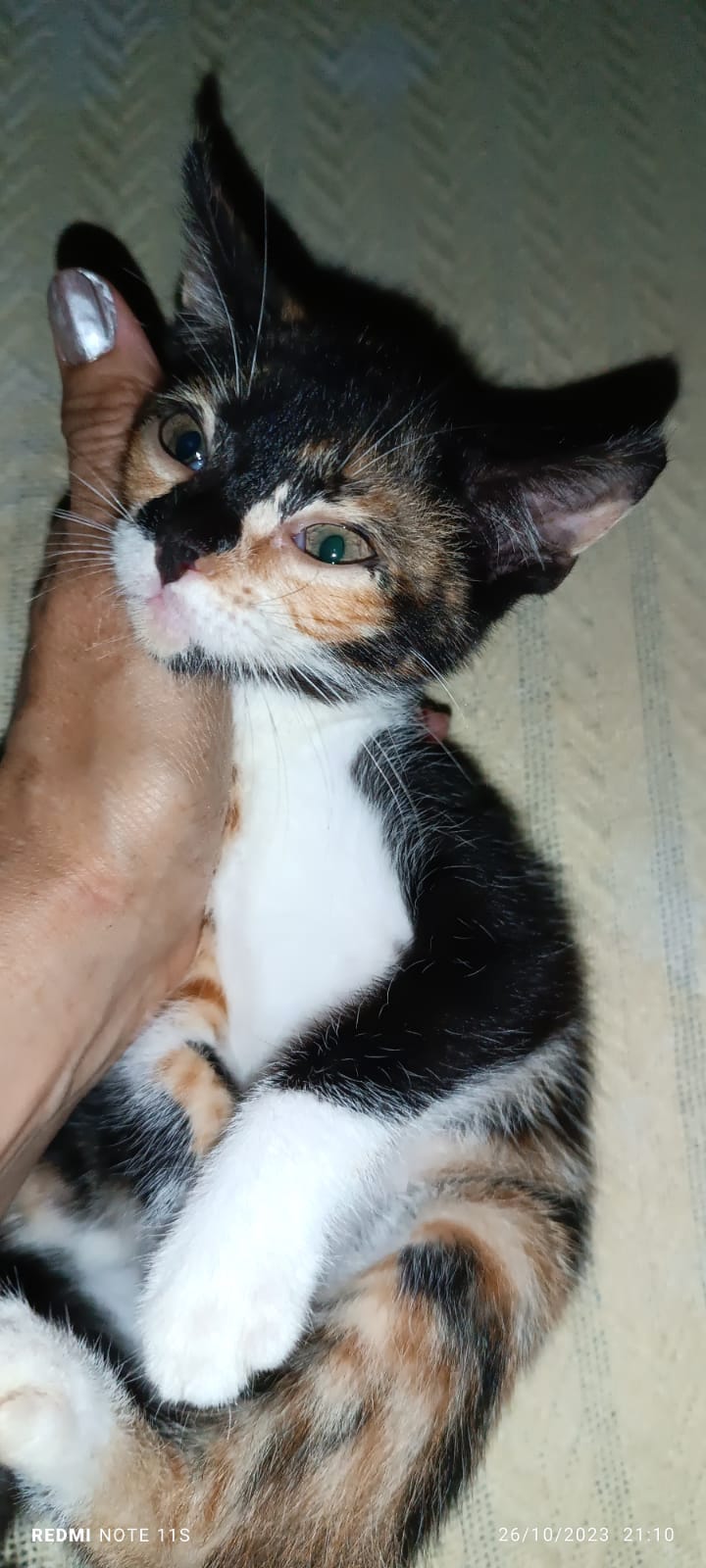 Sweet calico kitten