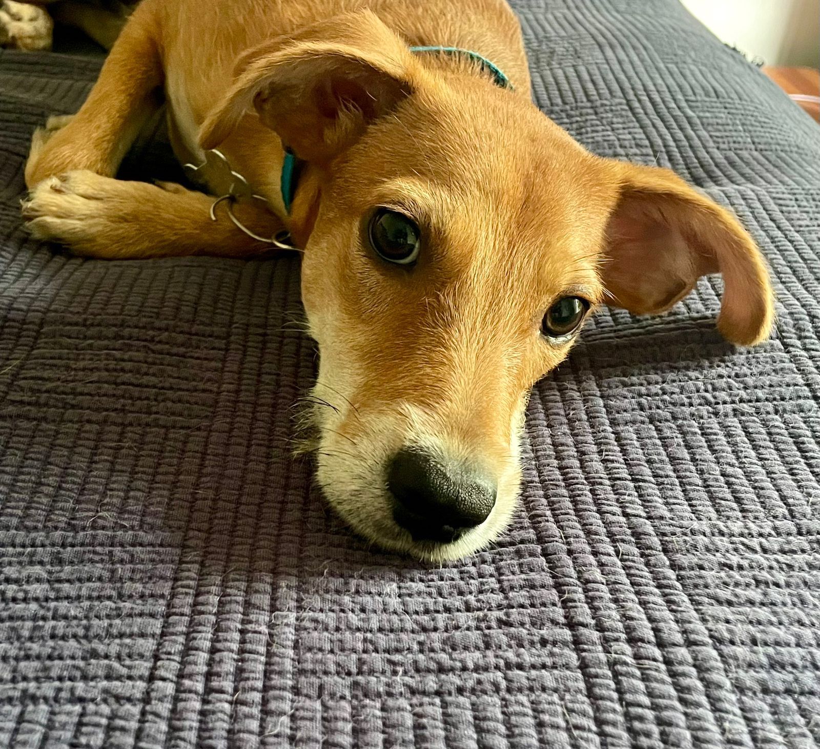 Beautiful brown puppy with white around her nose.