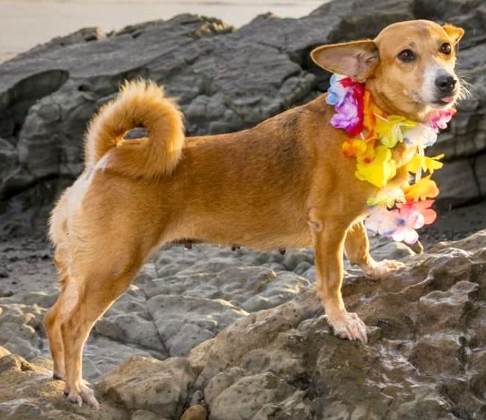 Adorable short legged tan dog with lei of flowers around his neck standing on the rocks at the beach.