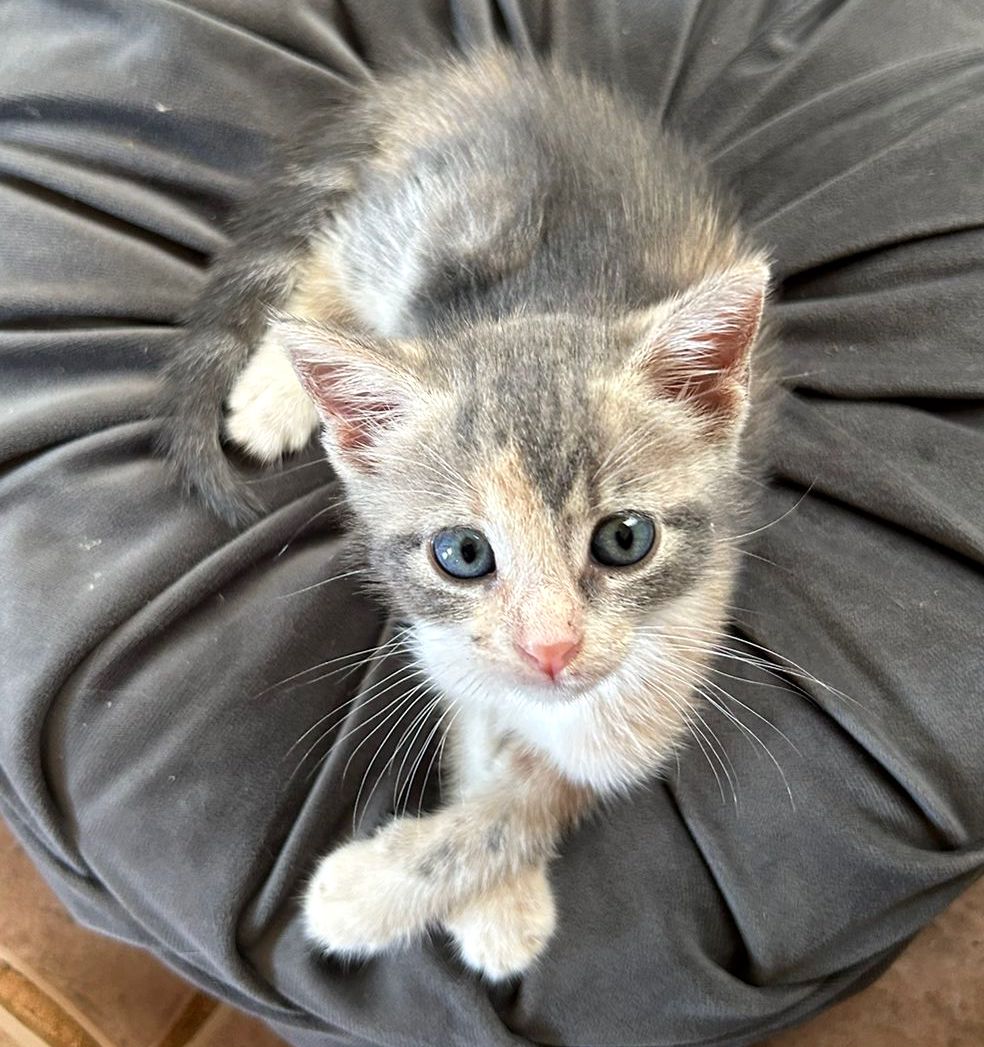 Cute gray and white tabby!