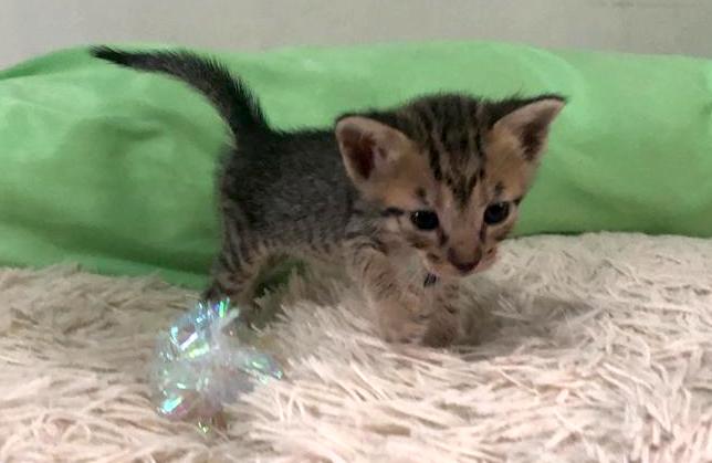 Tiny tabby kitten