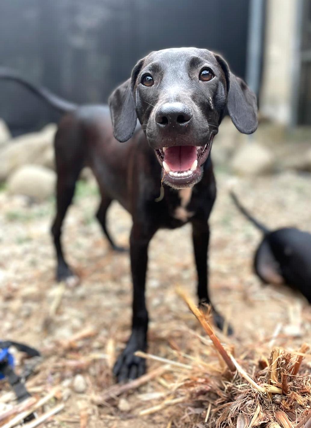 Adorable black dog smiling at the camera