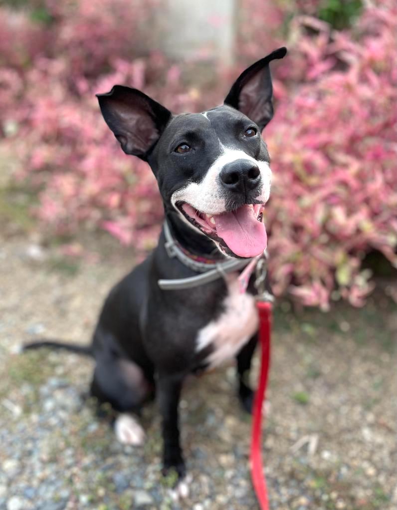 Adorable black and white dog sitting in front of pink flowers.