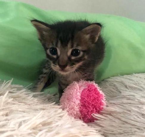 Tiny tabby kitten.