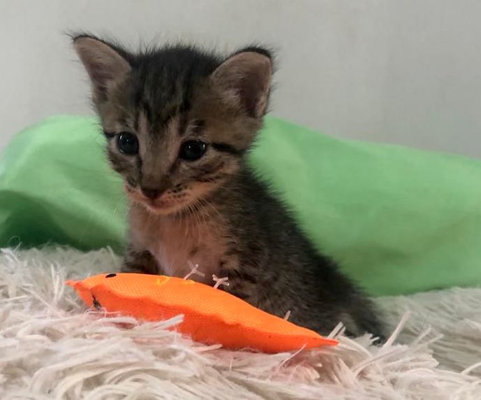Tiny tabby kitten