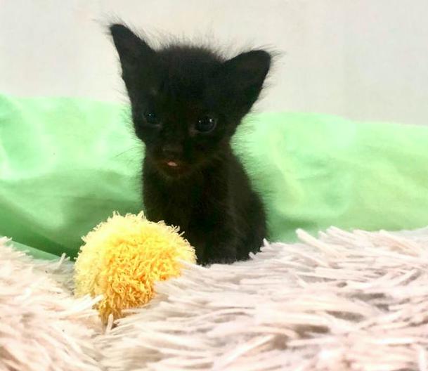 Tiny black kitten