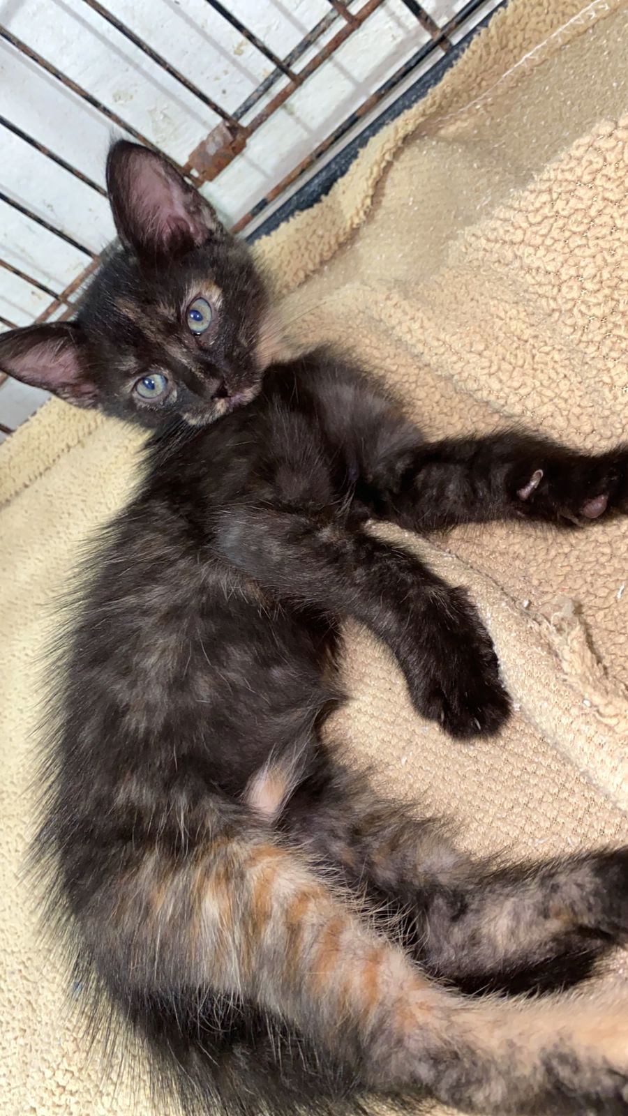 Tiny dark calico kitten