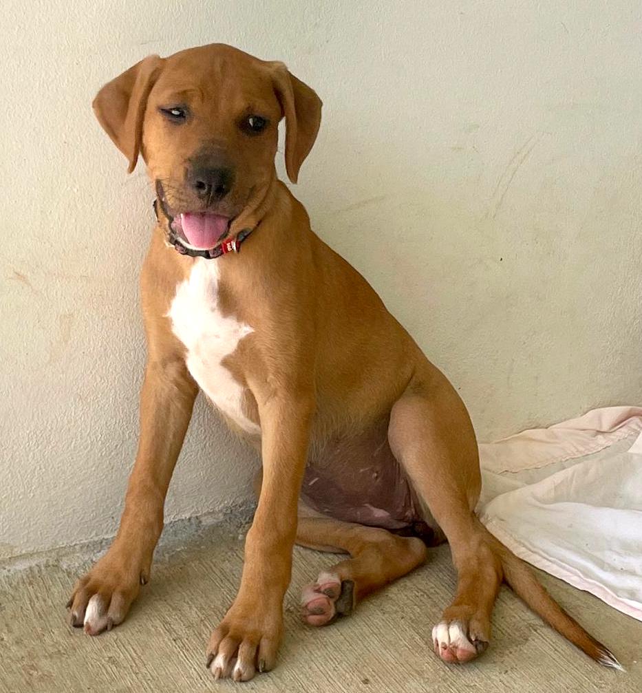 Brown pup with white chest.