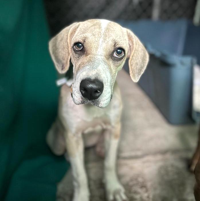 Beautiful tan and white dog with sad eyes