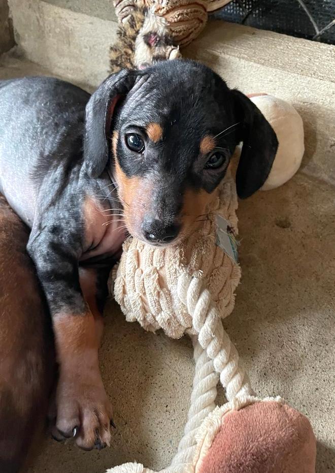 Black and brown puppy