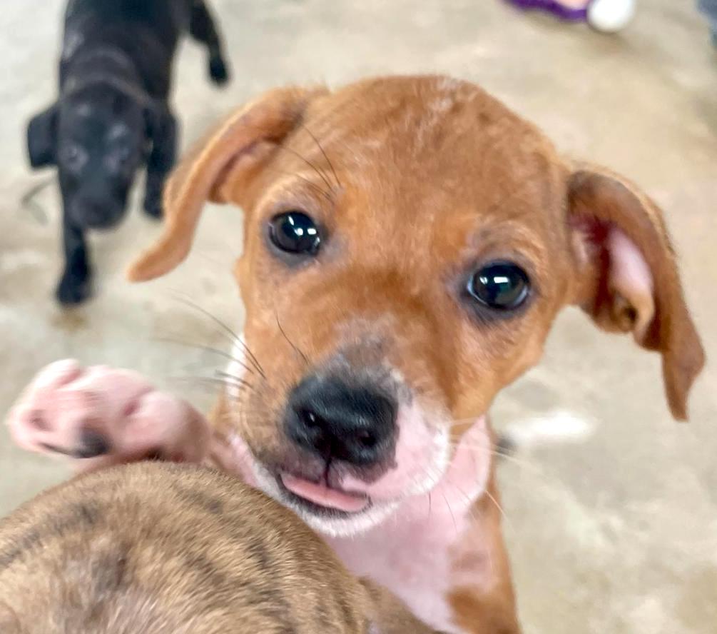 Adorable brown and cream puppy