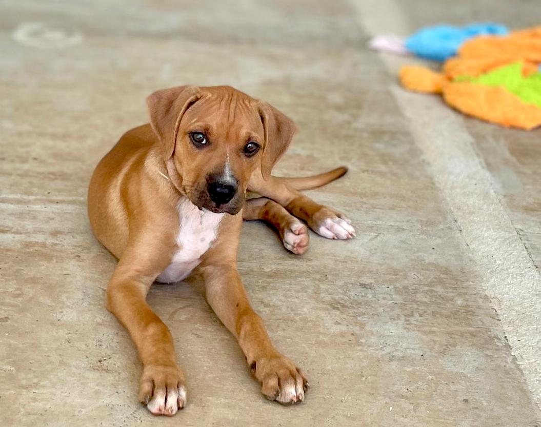 Brown dog with white chest laying on the concrete.