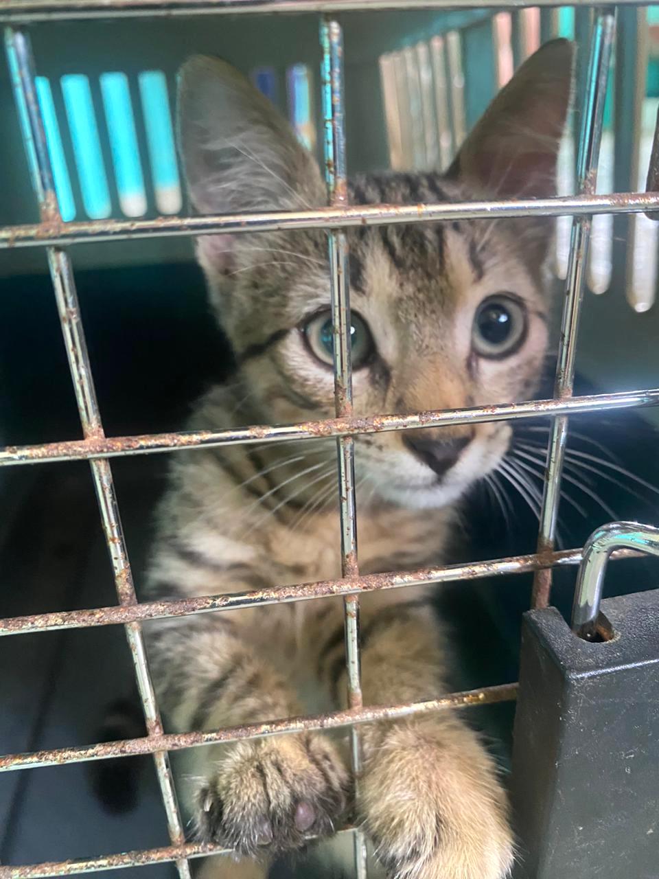 Cute tabby kitten looking out of a crate.