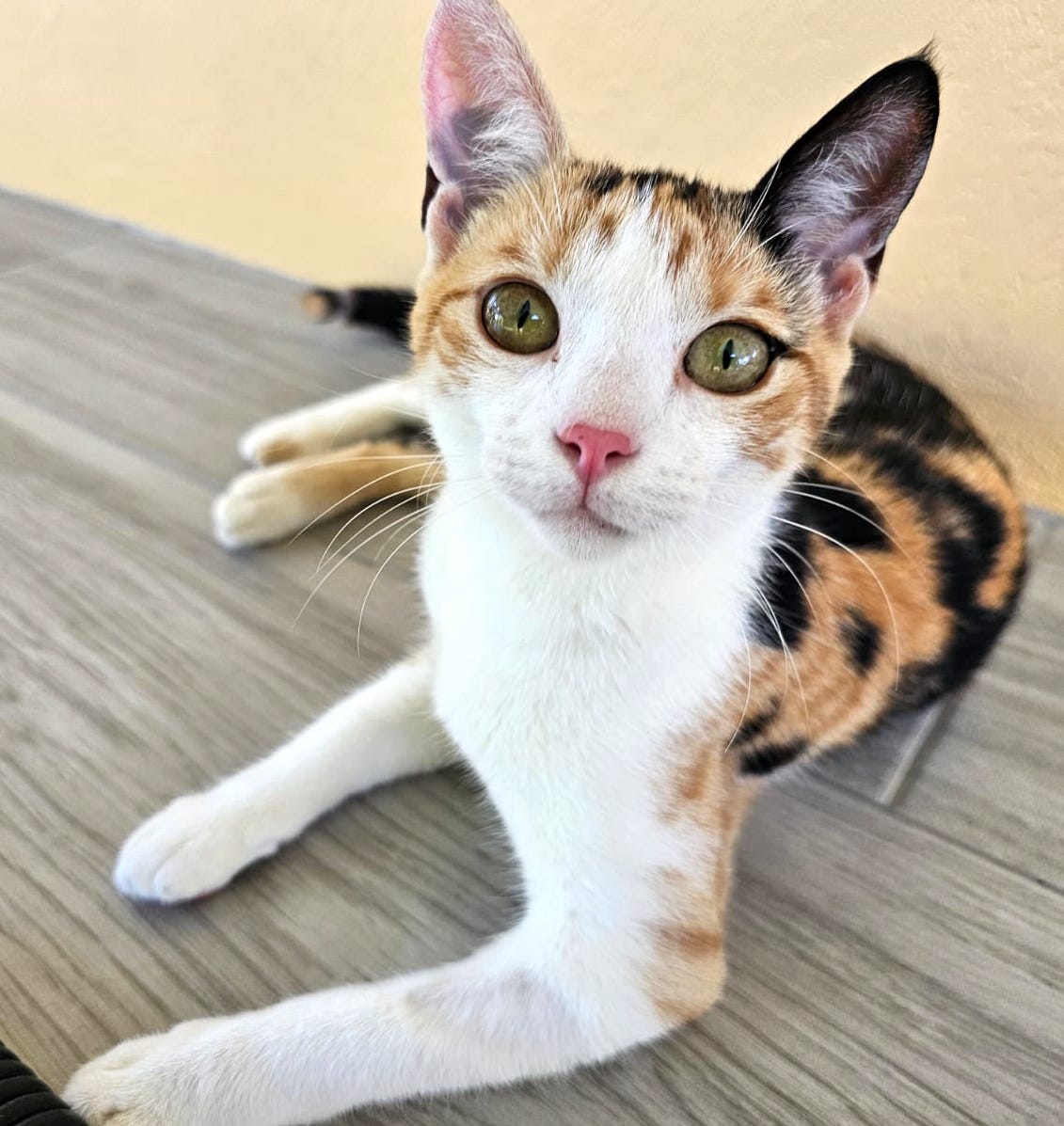 Tricolor calico with beautiful ears.