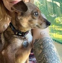 Small two toned brown dog looking out the window.