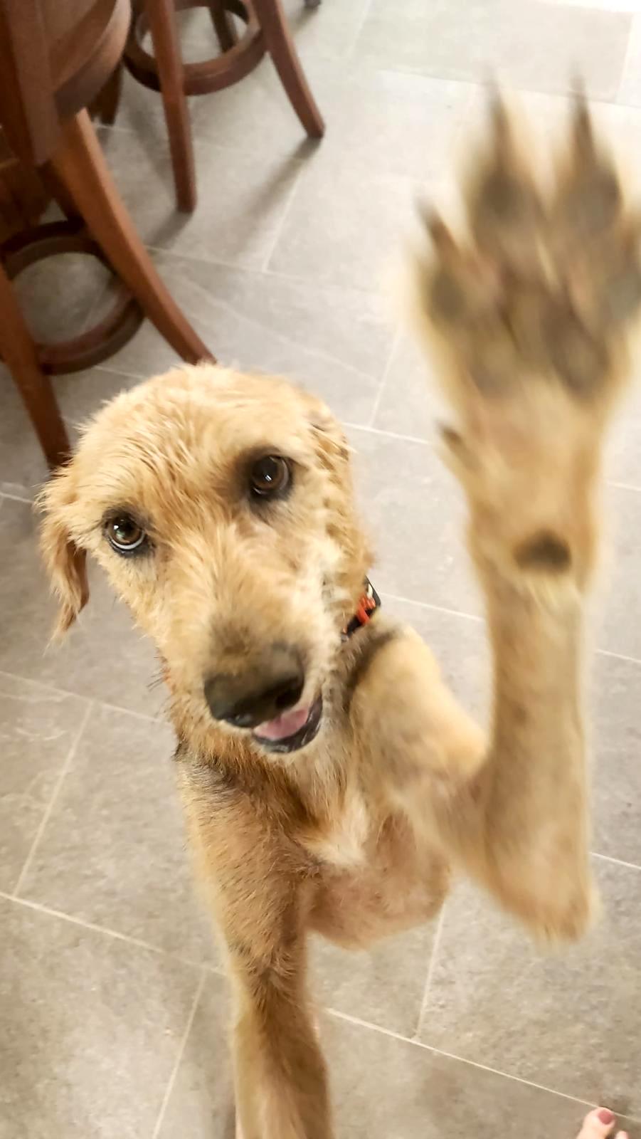 Fluffy blond dog giving a high five!