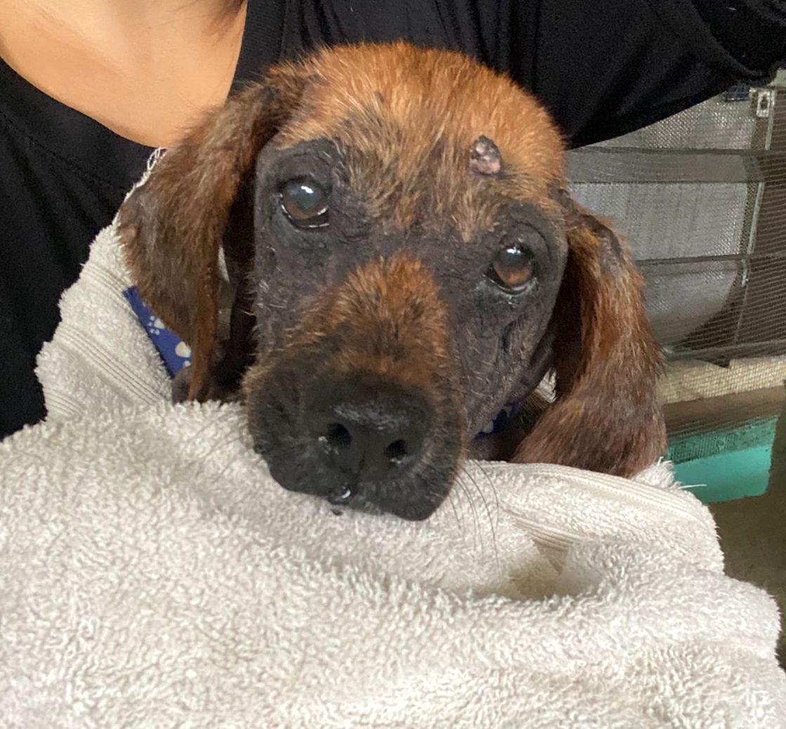 Brown dog with black face and sad eyes.