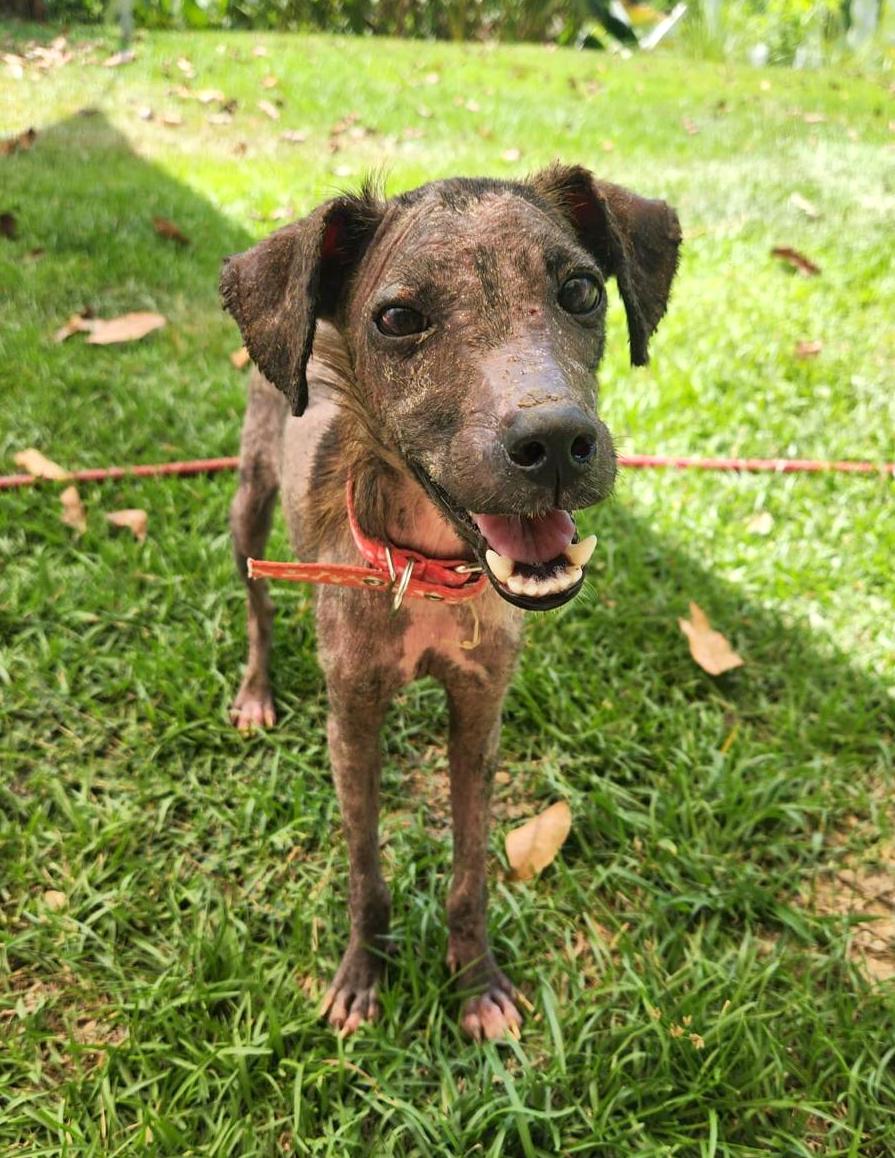 Smiling mottled brown dog