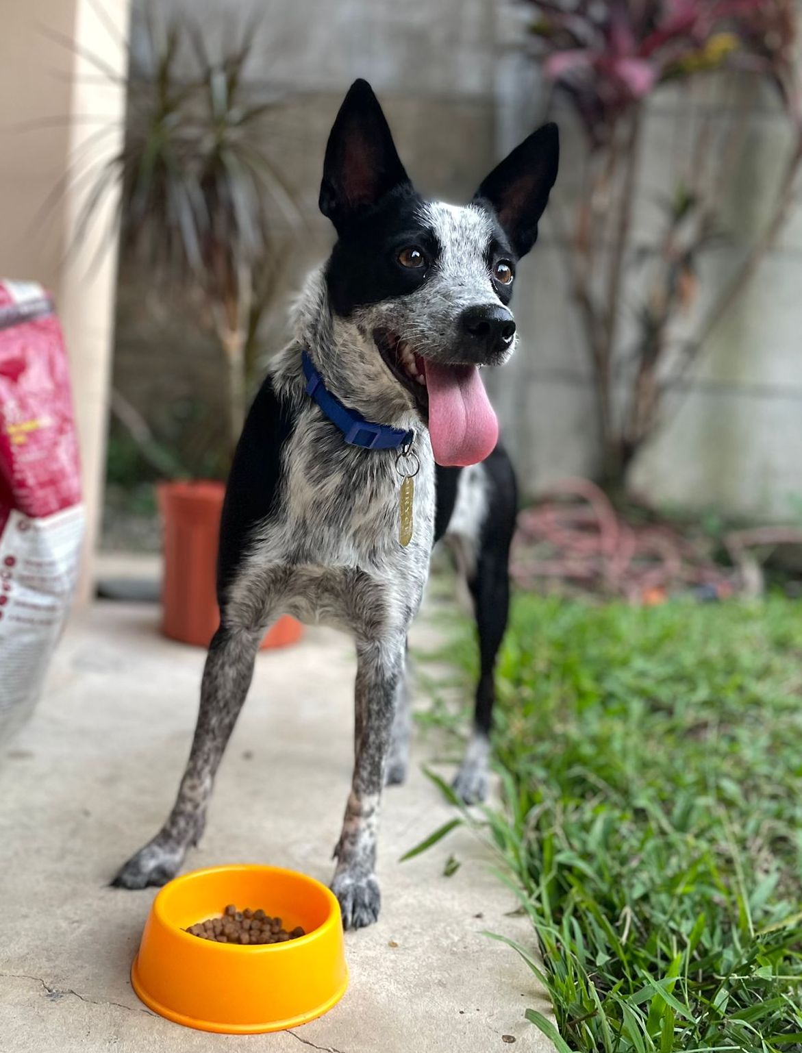 Black and white dog with adorable big ears.