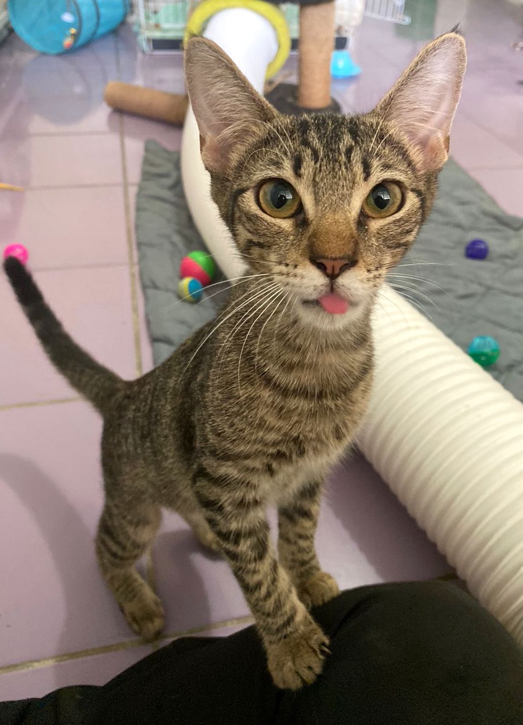 Silly Goose is a gray tabby with big beautiful eyes.