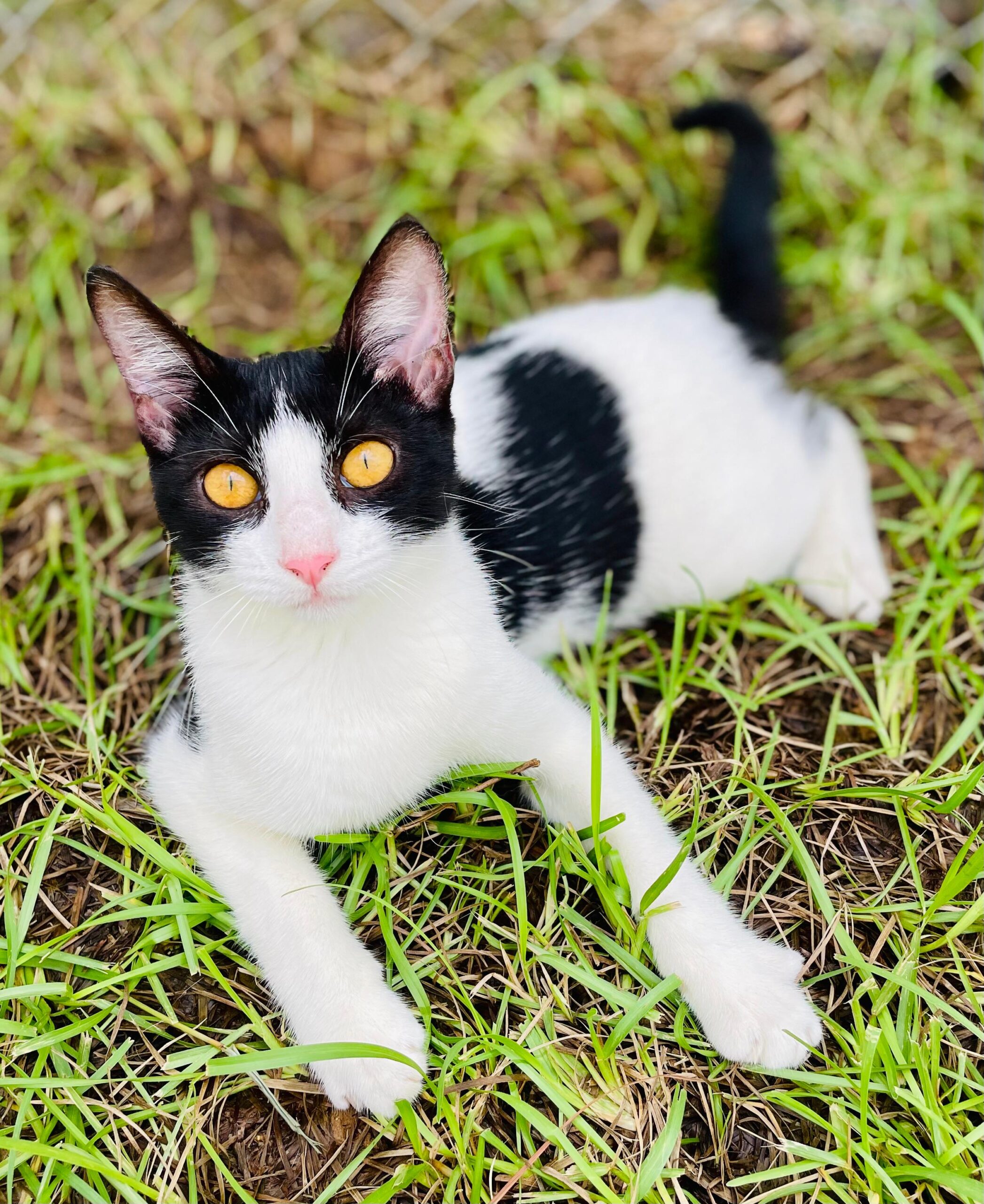 White cat with black markings and golden eyes.