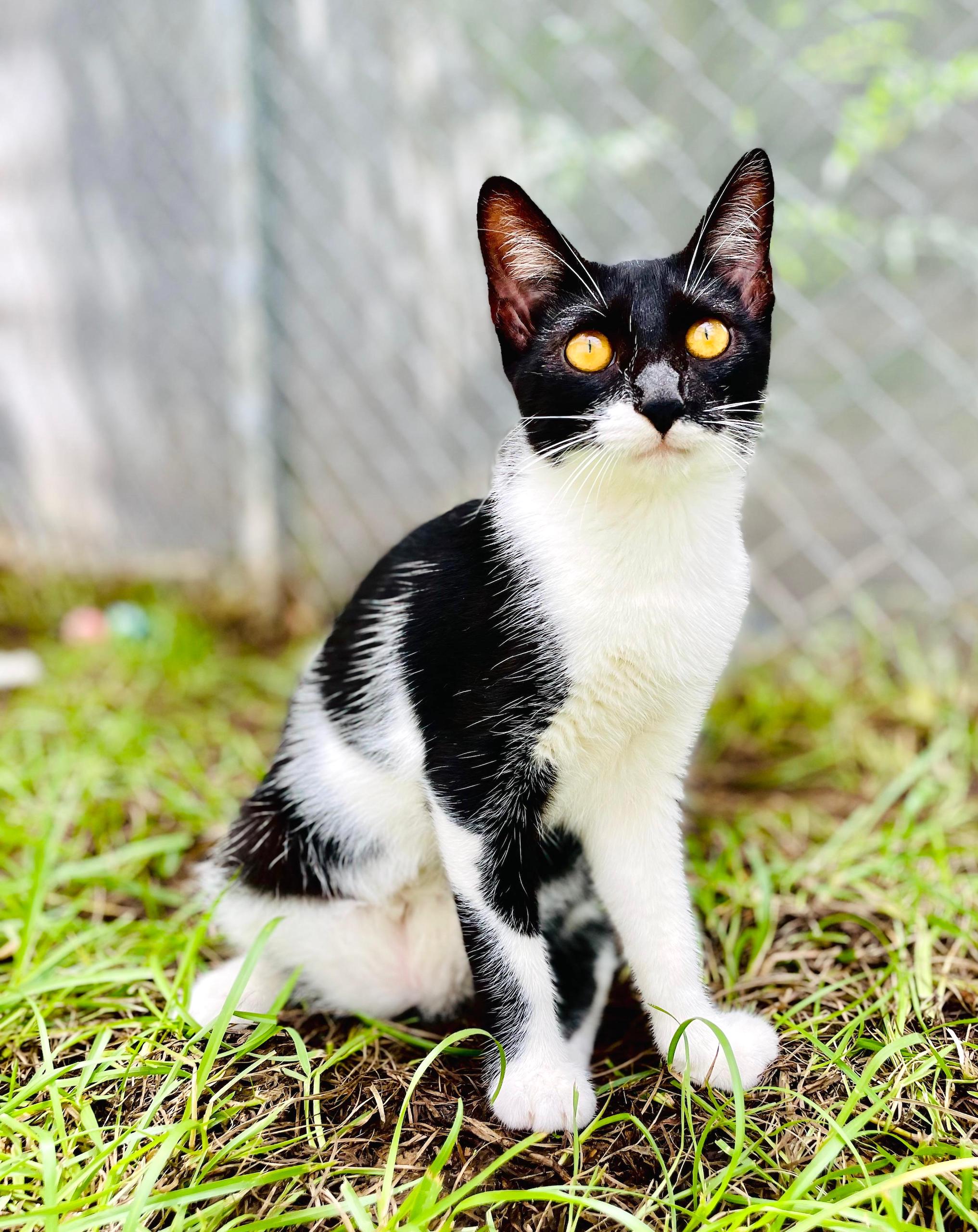 Polly - Black and white tuxedo