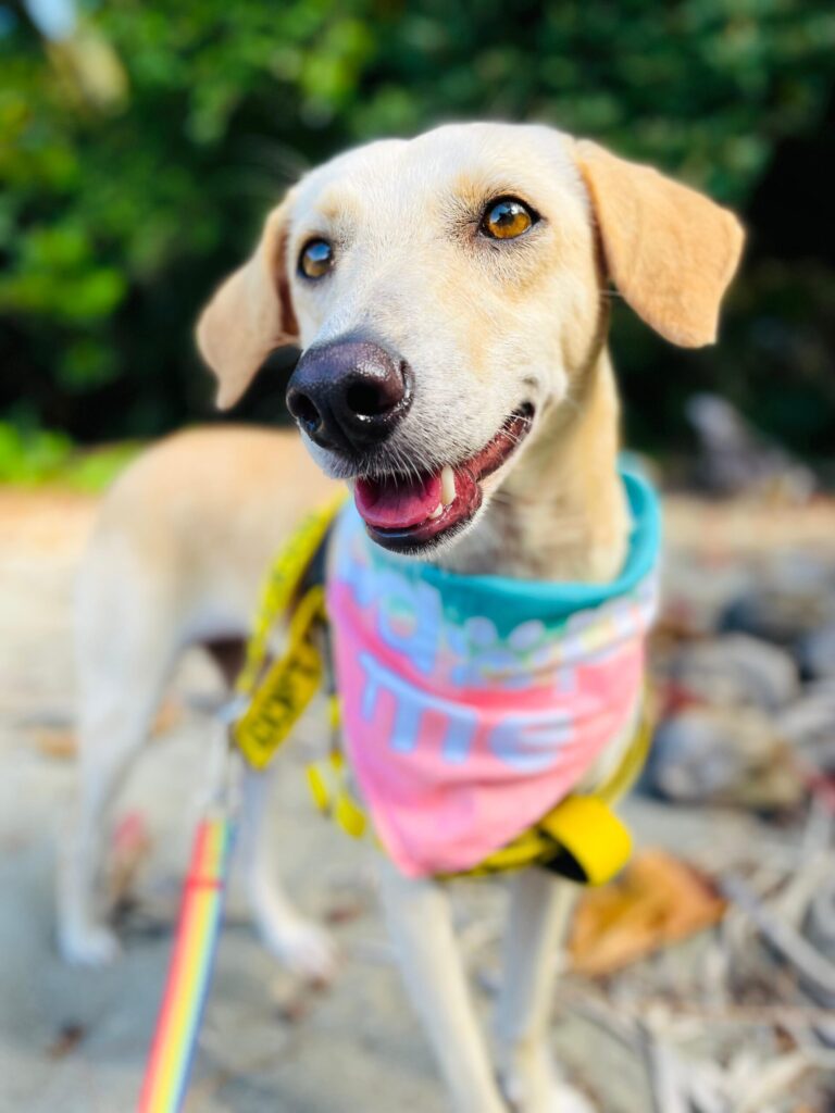 Beautiful golden female with pink and turquoise scarf.