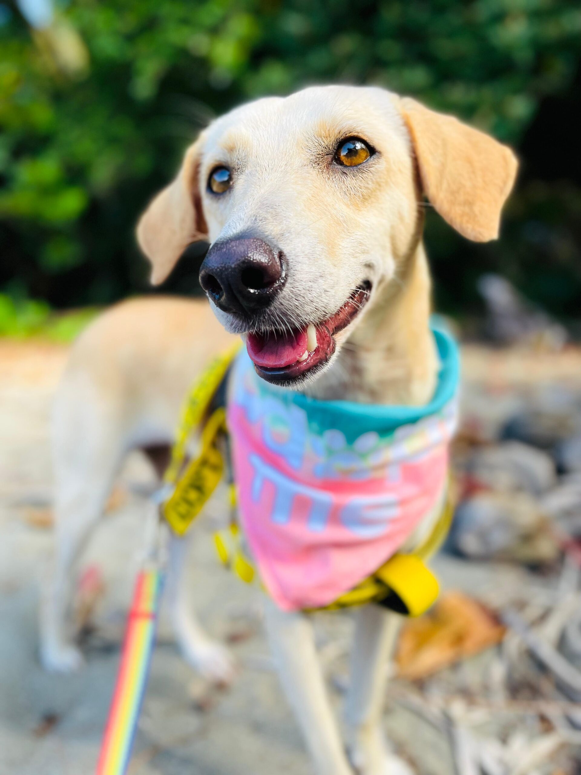 Beautiful golden female with pink and turquoise scarf.