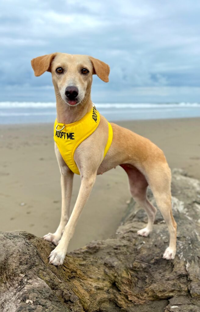 Beautiful golden dog at the beach