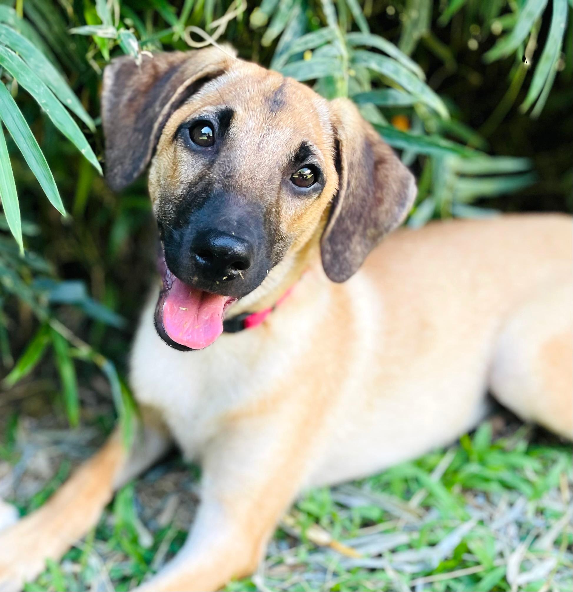 Light tan dog with dark ears and nose.
