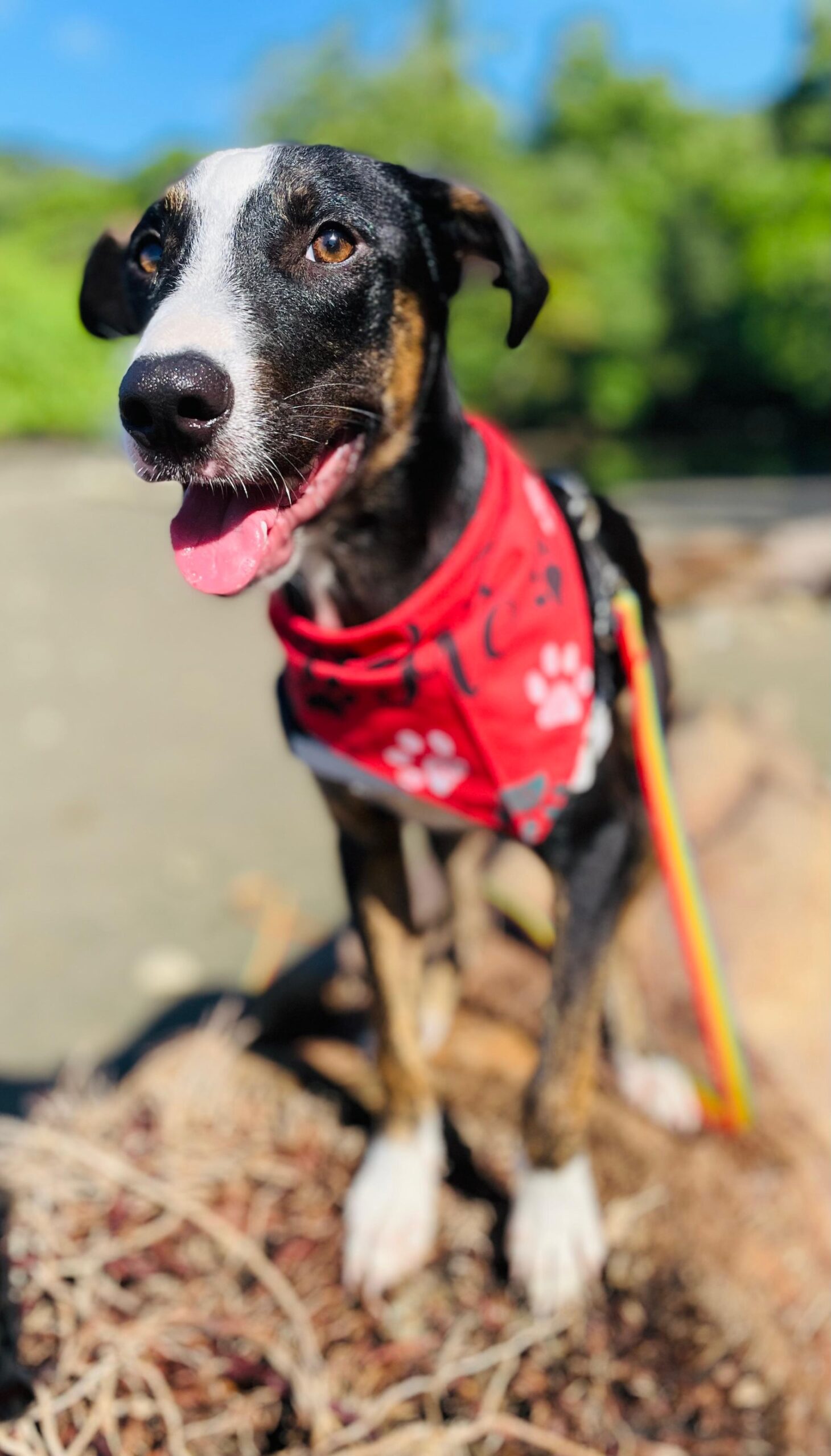 Black dog with white stripe and red bandana.