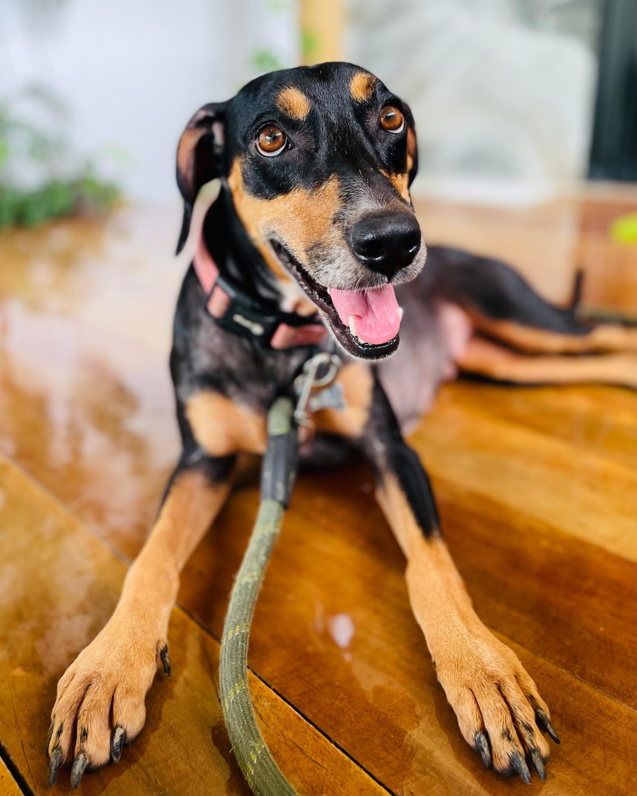 Black dog with tan chest, eyebrows, and feet.