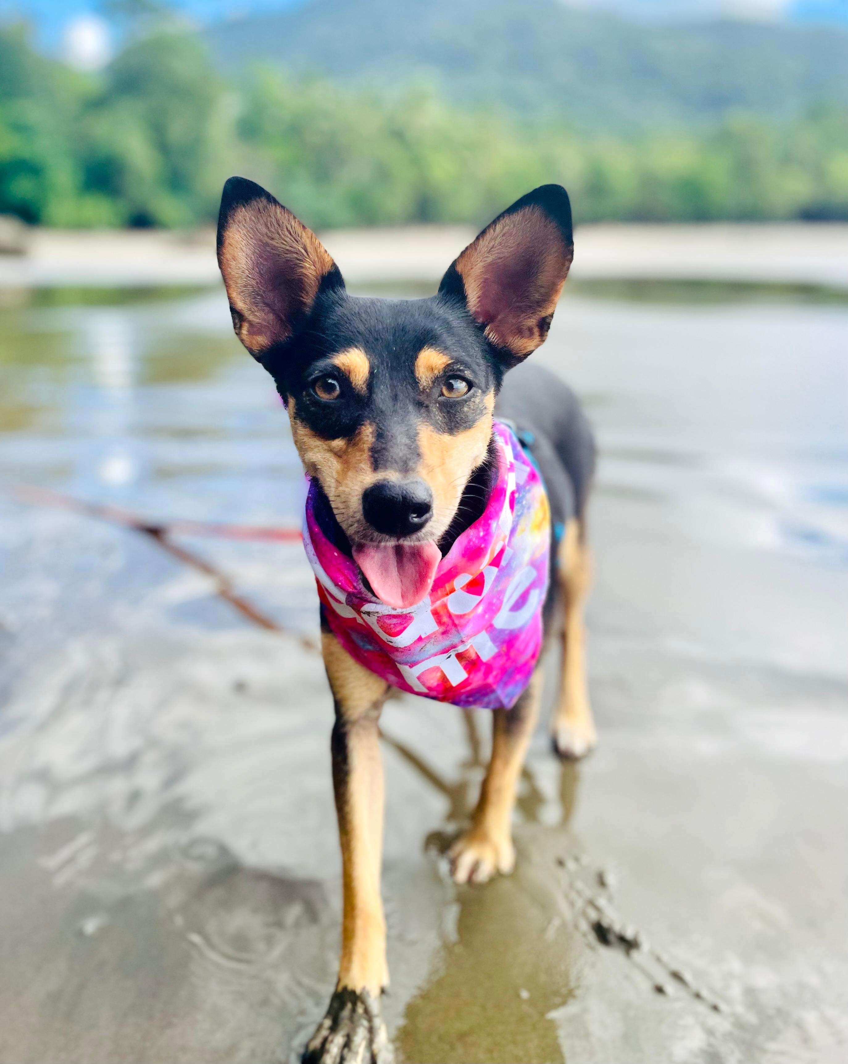 Princesa, a black dog with tan markings and beautiful big ears and a pink scarf walking toward the camera.