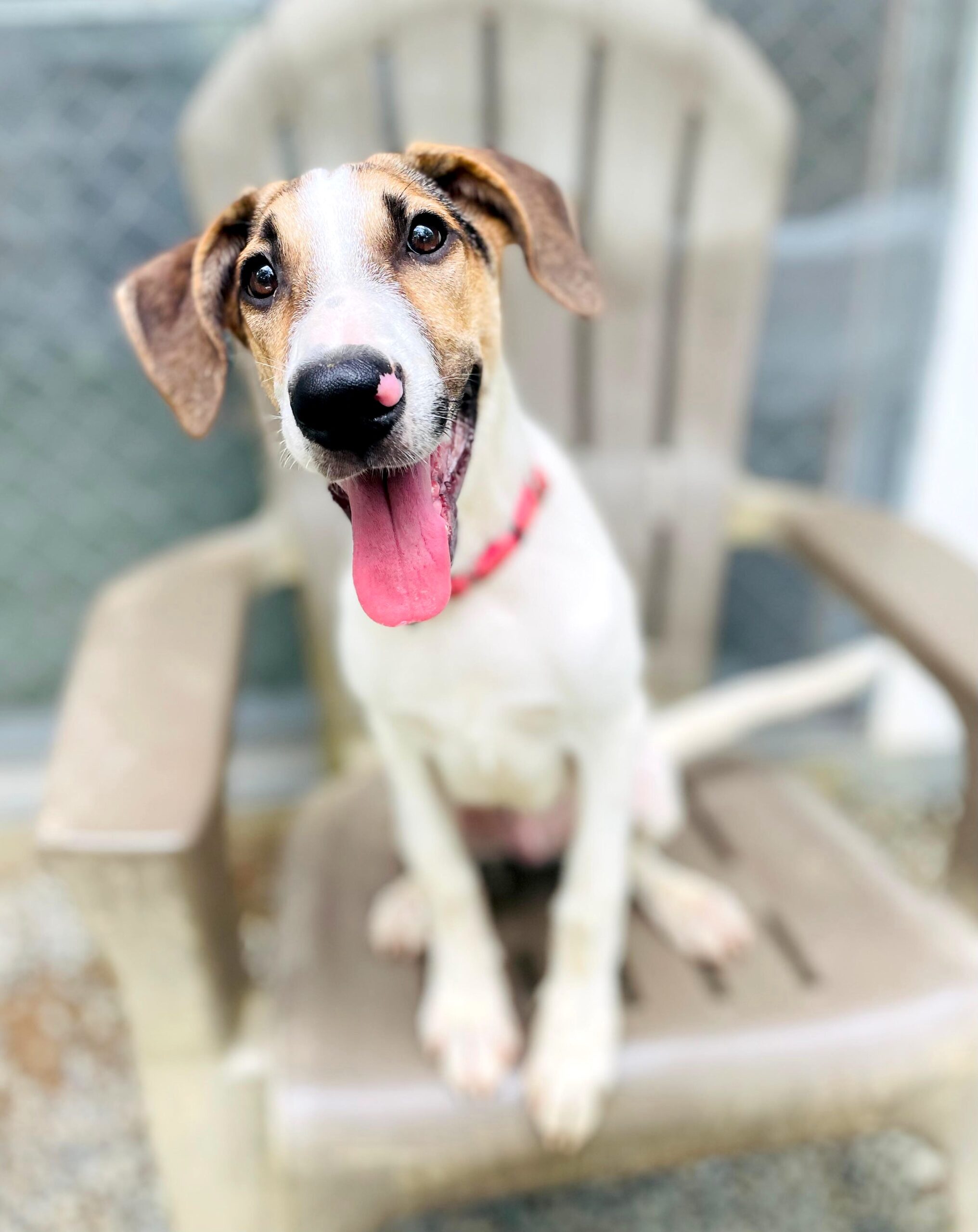 White dog with tan markings sitting in a chair with his tongue out.