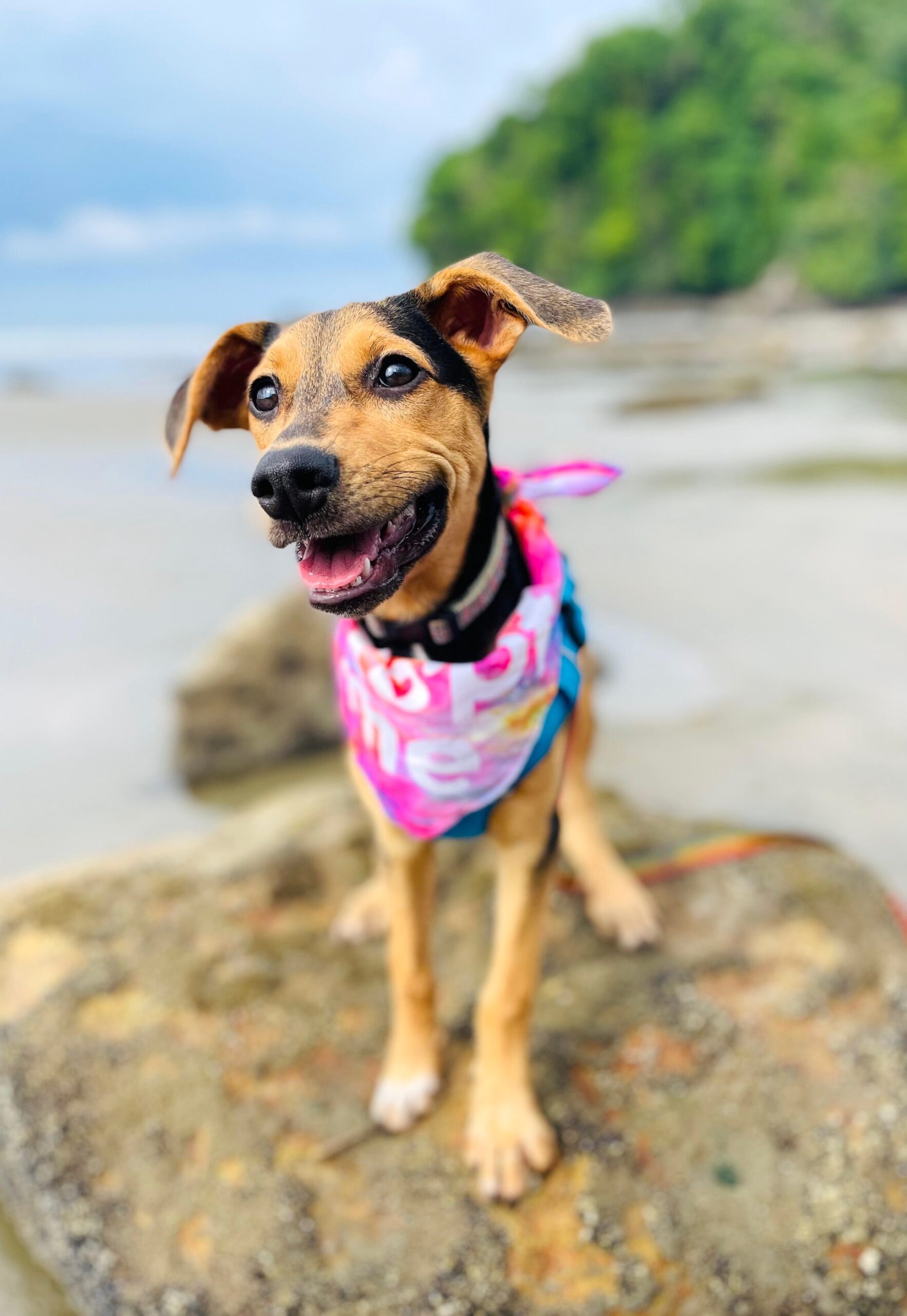 Mars sitting on a rock with a pink kerchief.