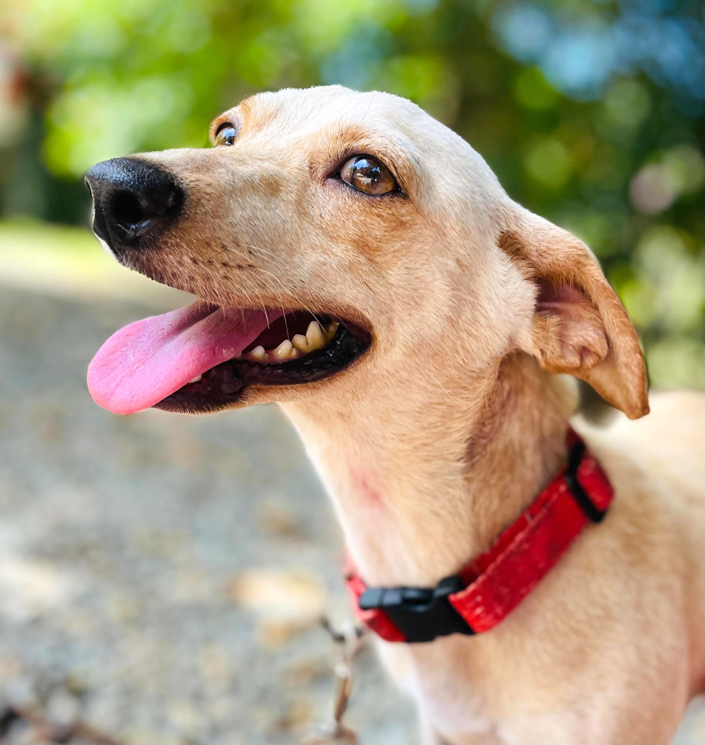 Golden dog with red collar.