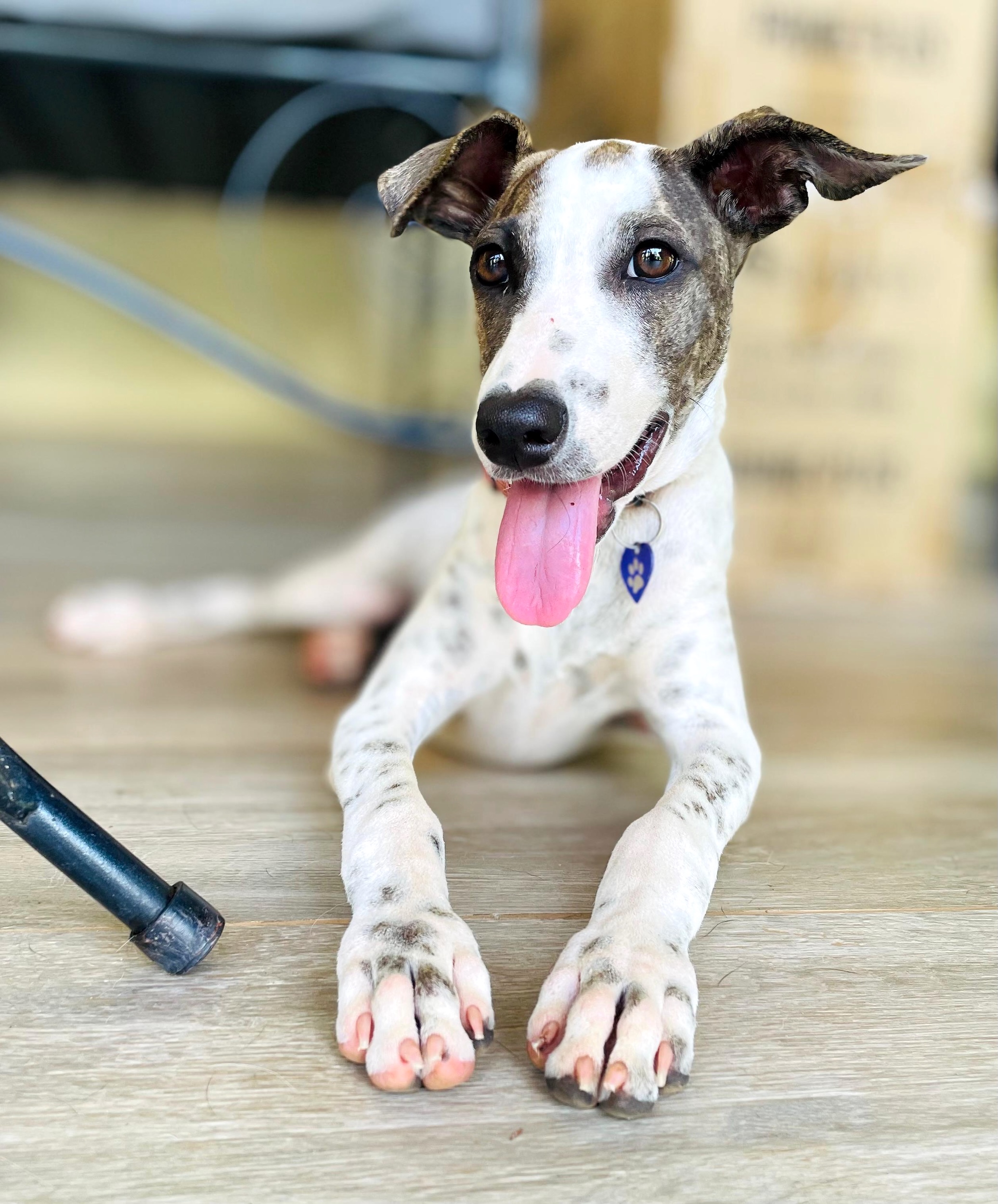 Grey and white dog laying down with her pink tongue out.