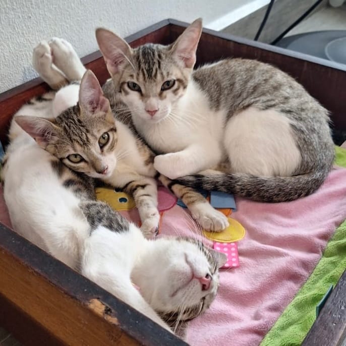 foster cute kittens