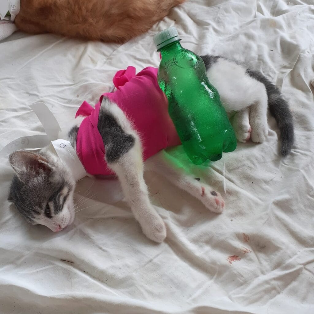 Spay