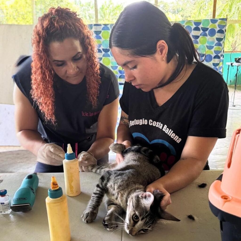 foster care for wee ones