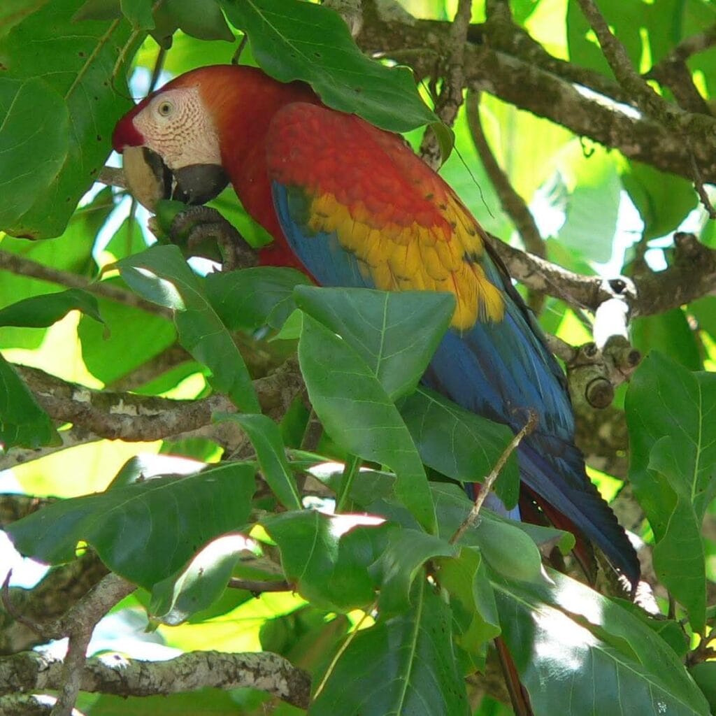 tropical birds