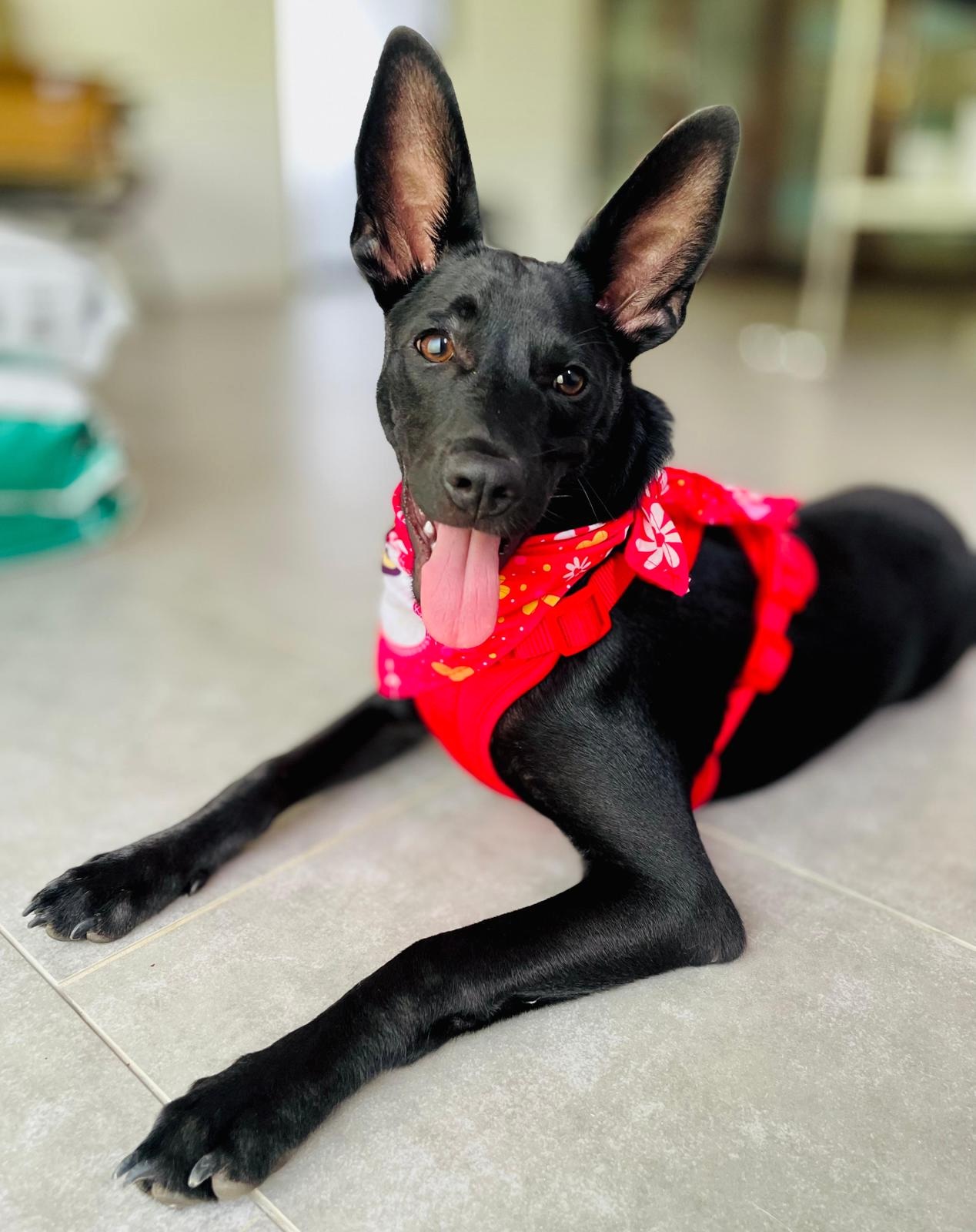 Black puppy with tall ears wearing red bandana and halter.